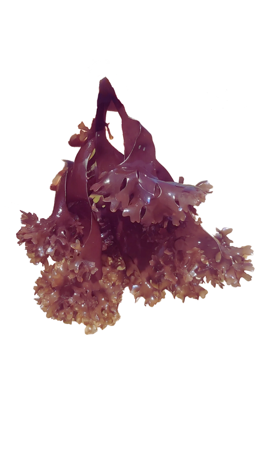 Seamoss (Chondrus Crispus)