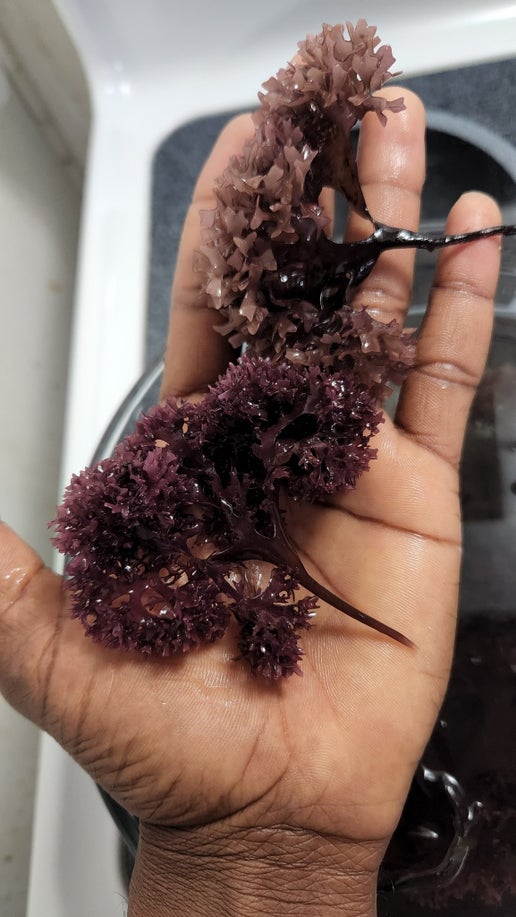 Seamoss (Chondrus Crispus)