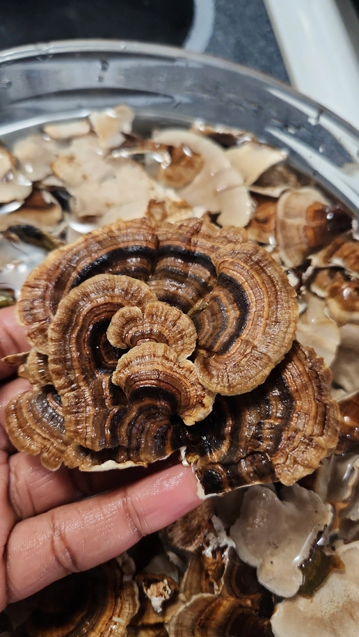 Turkey Tail mushroom